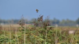 biesbosch 2022-09-06 248